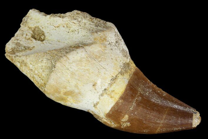 Fossil Rooted Mosasaur Tooth - Morocco #116931